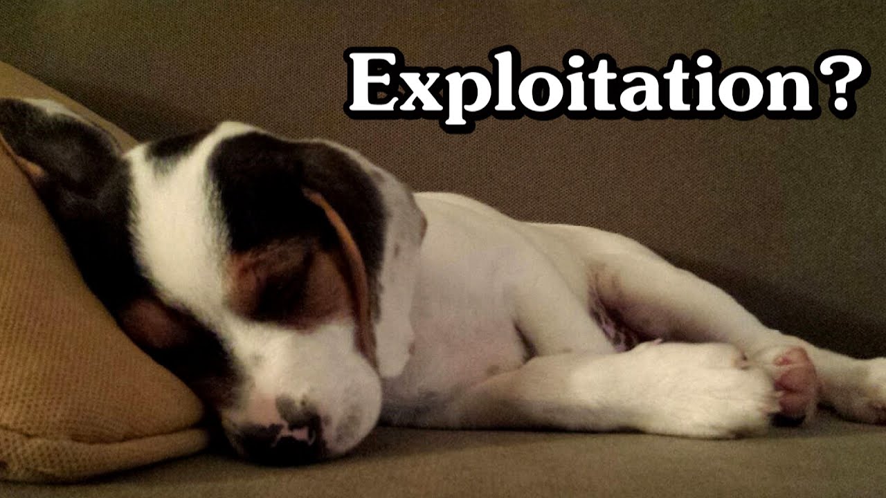 Is Owning Pets Vegan? (vegans alienating everybody, including each other)