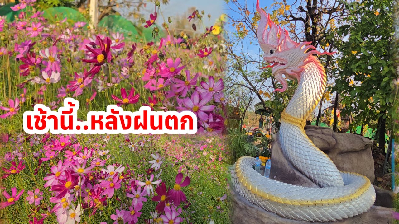 🔴สด! พุธสดใส มีอะไรเปลี่ยนไป ที่วังปู่