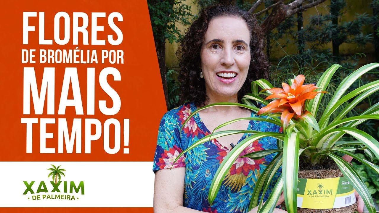 BROMÉLIAS: Transplante e Dicas de Cultivo | Nô Figueiredo