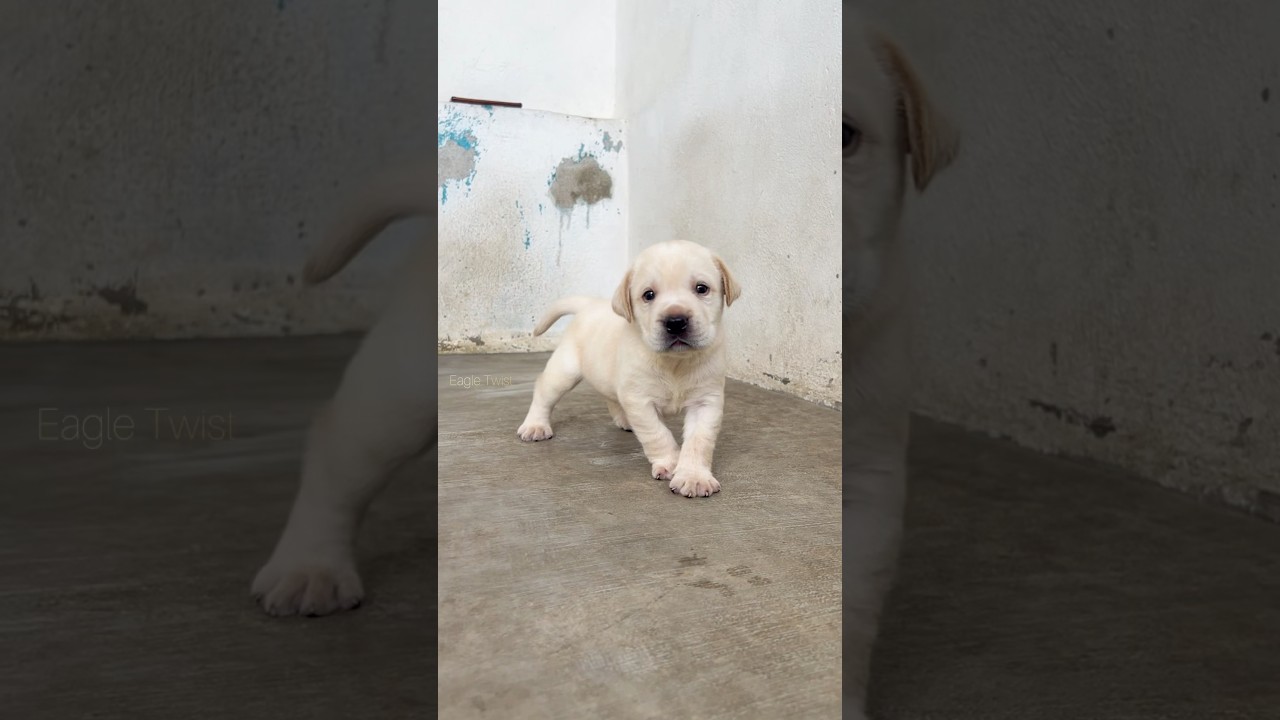 💥🤯யாருடா இவன்⁉️Labrador Dog Kennel | Lab Puppy's🐶 |Labrador Maintaince in Tamil 