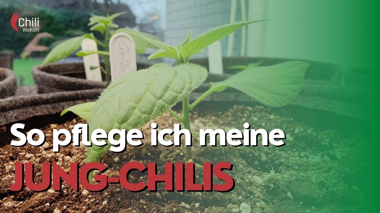 Entspanntes Anwachsen - Saison 2023 #02