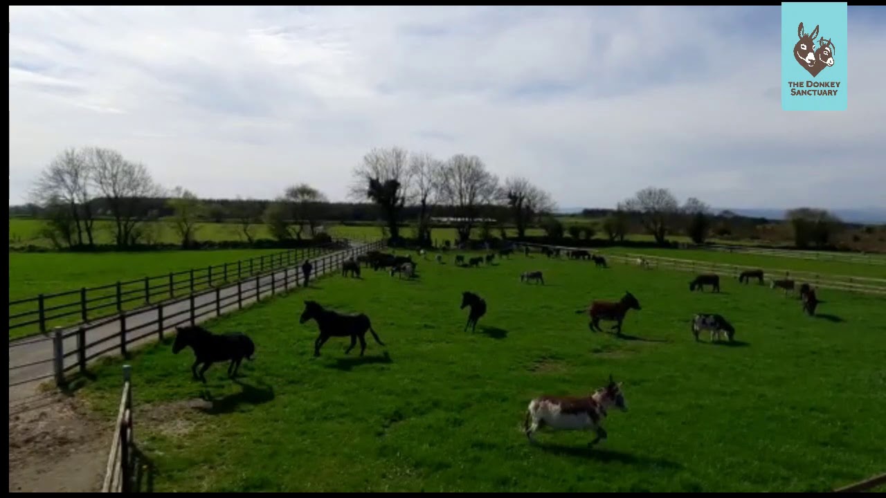Main Group Hannigans Farm 2020