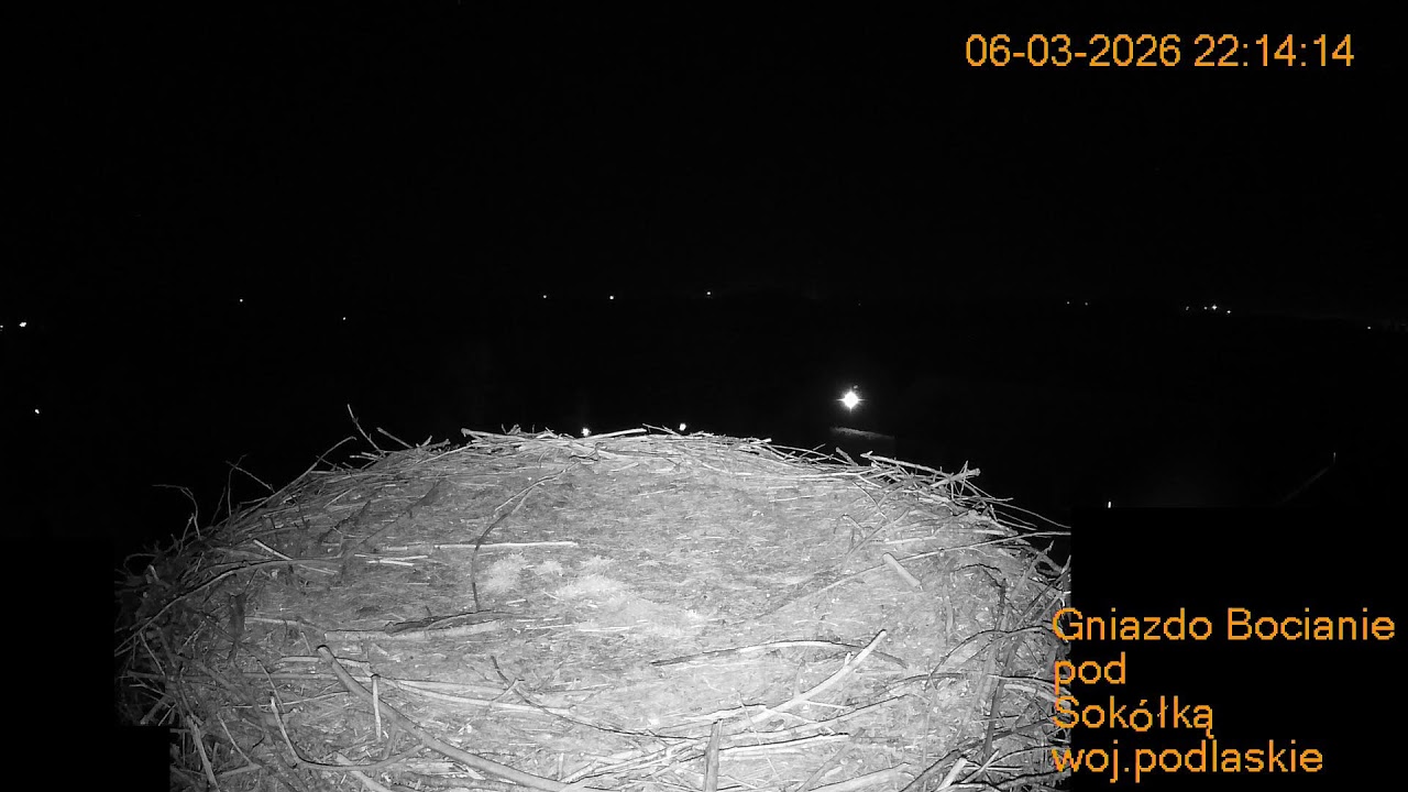 Gniazdo Bocianie pod Sokółką - na żywo.