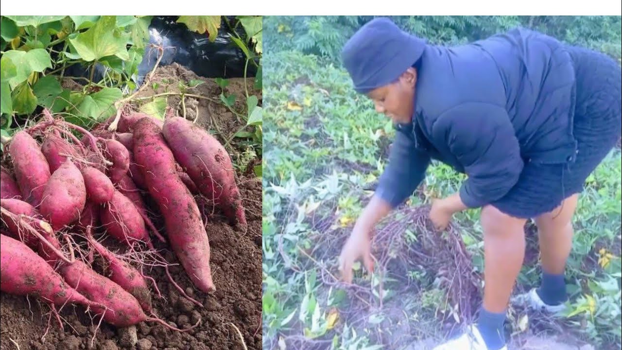 let's harvest sweet potatoes #growyourownfood .