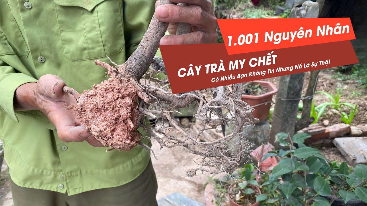 Một Ngàn Không Một NGUYÊN NHÂN CÂY TRÀ MY CHẾT - Bác Nông Dân Chia Sẻ Cùng Bạn