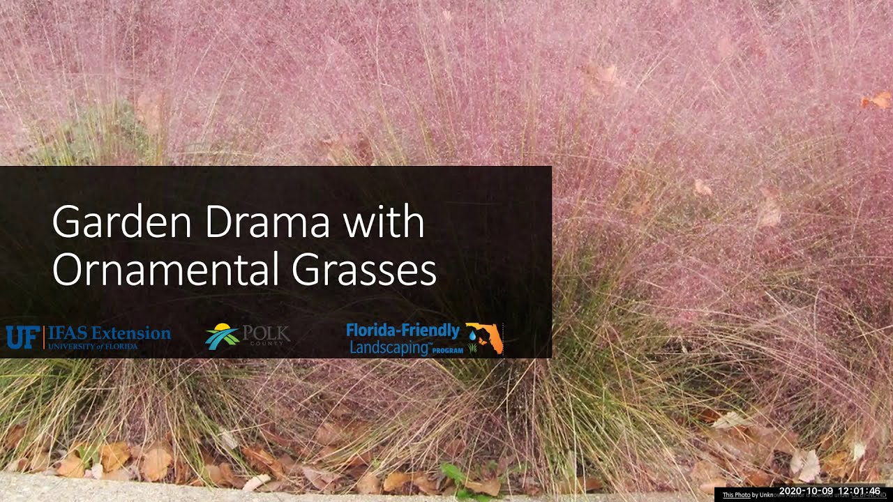 Garden Drama with Ornamental Grasses