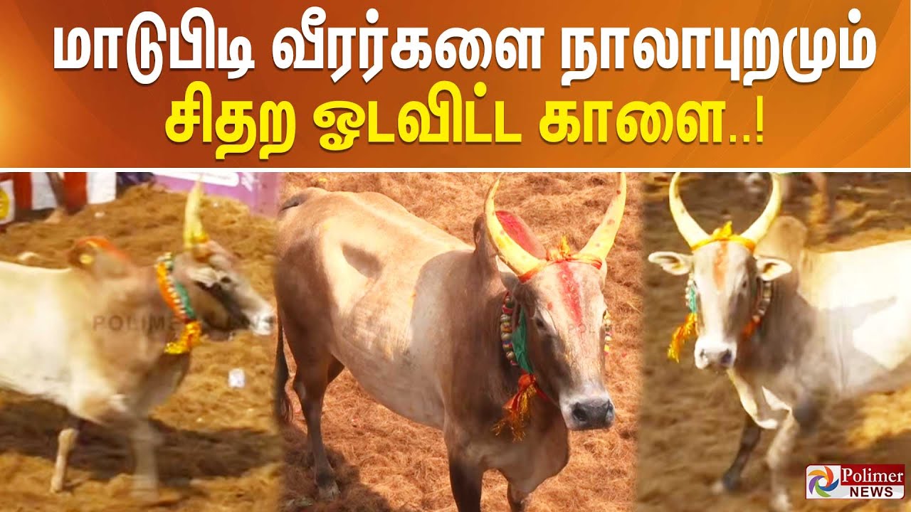 மாடுபிடி வீரர்களை நாலாபுறமும் சிதற ஓடவிட்ட காளை..! Alanganallur Jallikattu