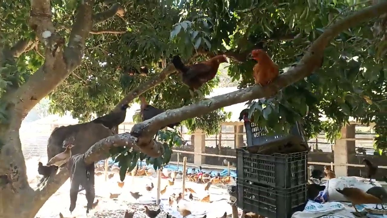 আজকের সকালে মুরগি ছাড়লাম