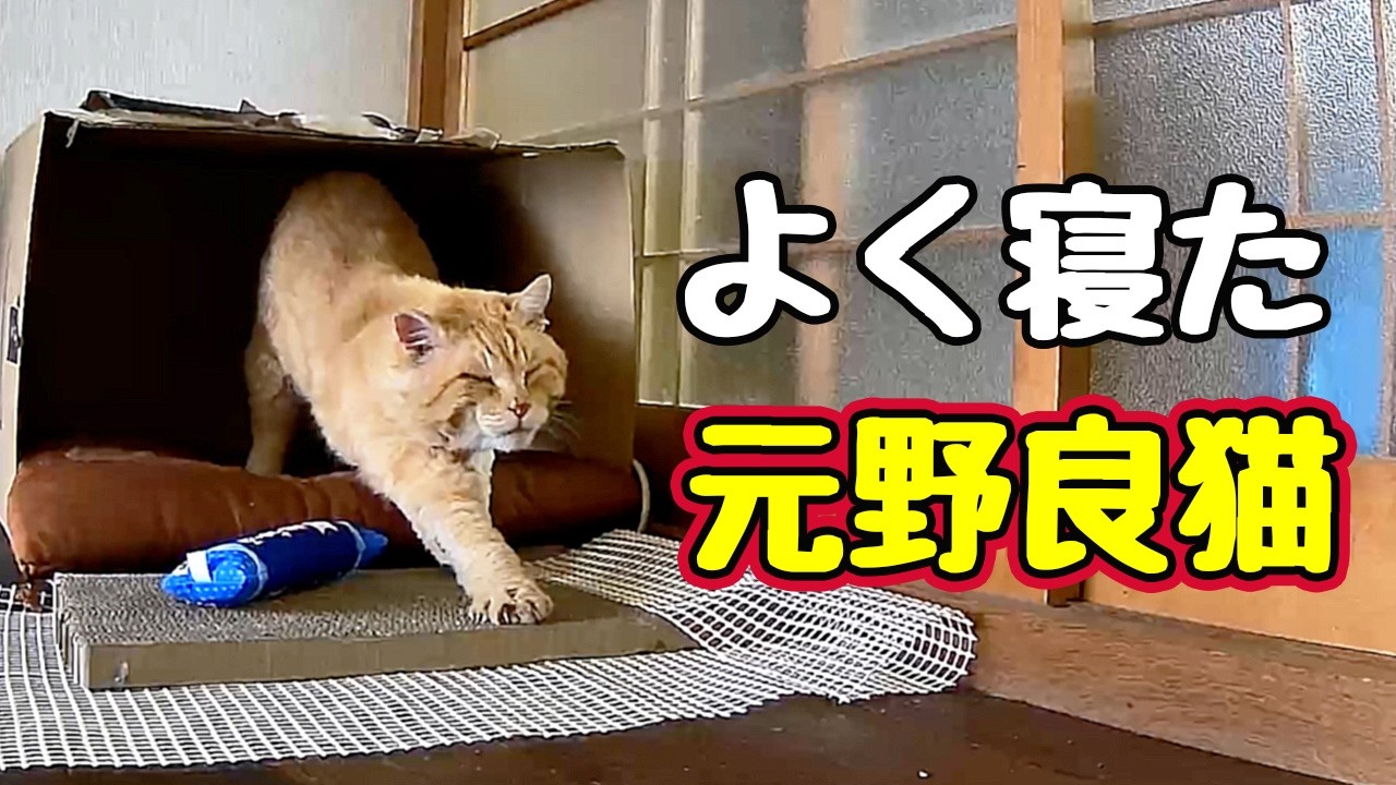 【元野良猫】ほぼ家に居たような…