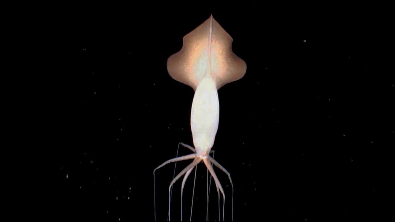 What Even Are Magnapinna Squids?