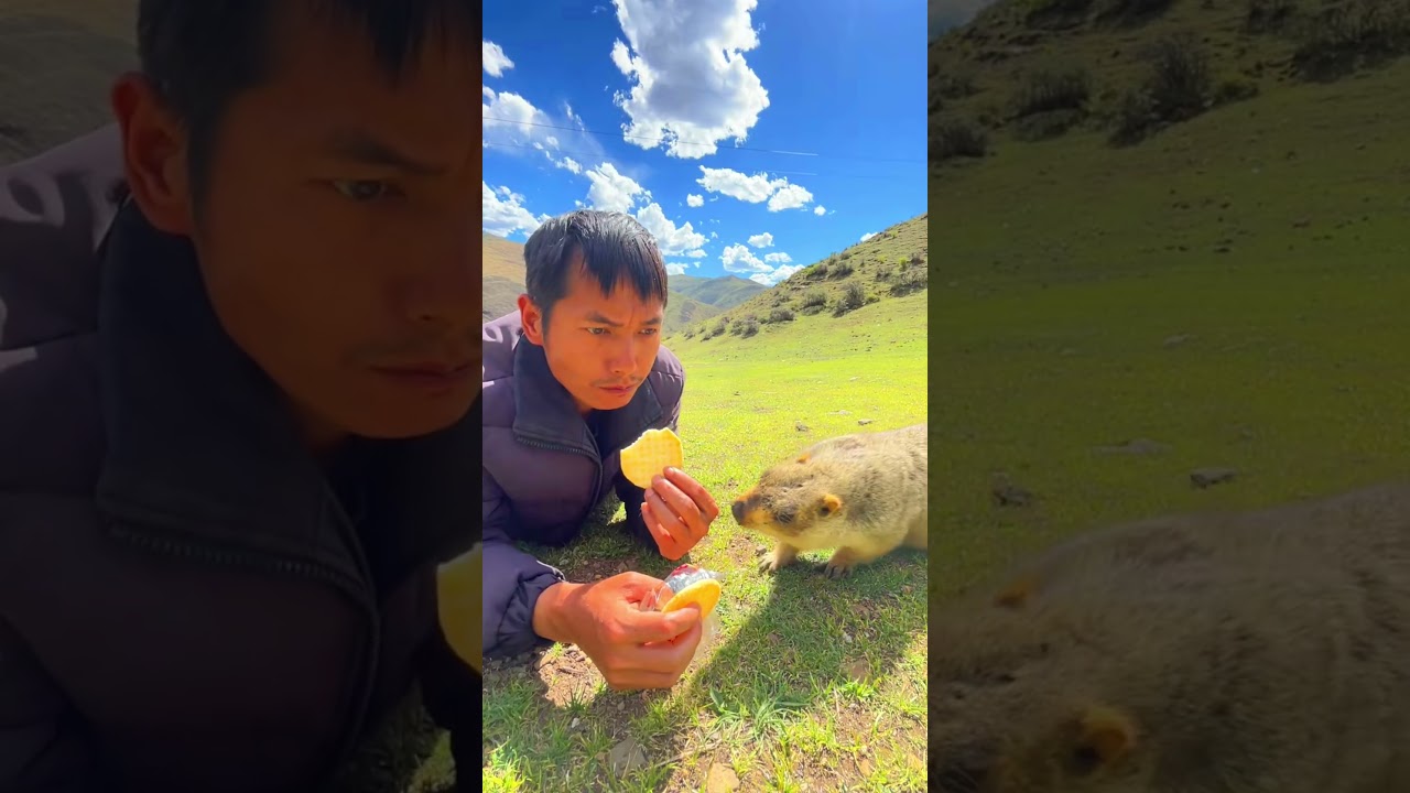 Mountain Marmots Show Off Their Secret Dancing Skills!