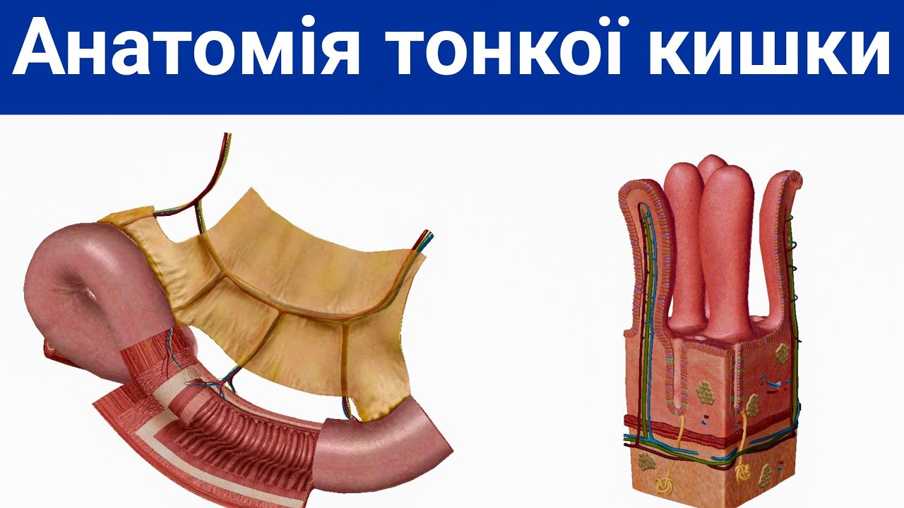 Анатомія тонкої кишки