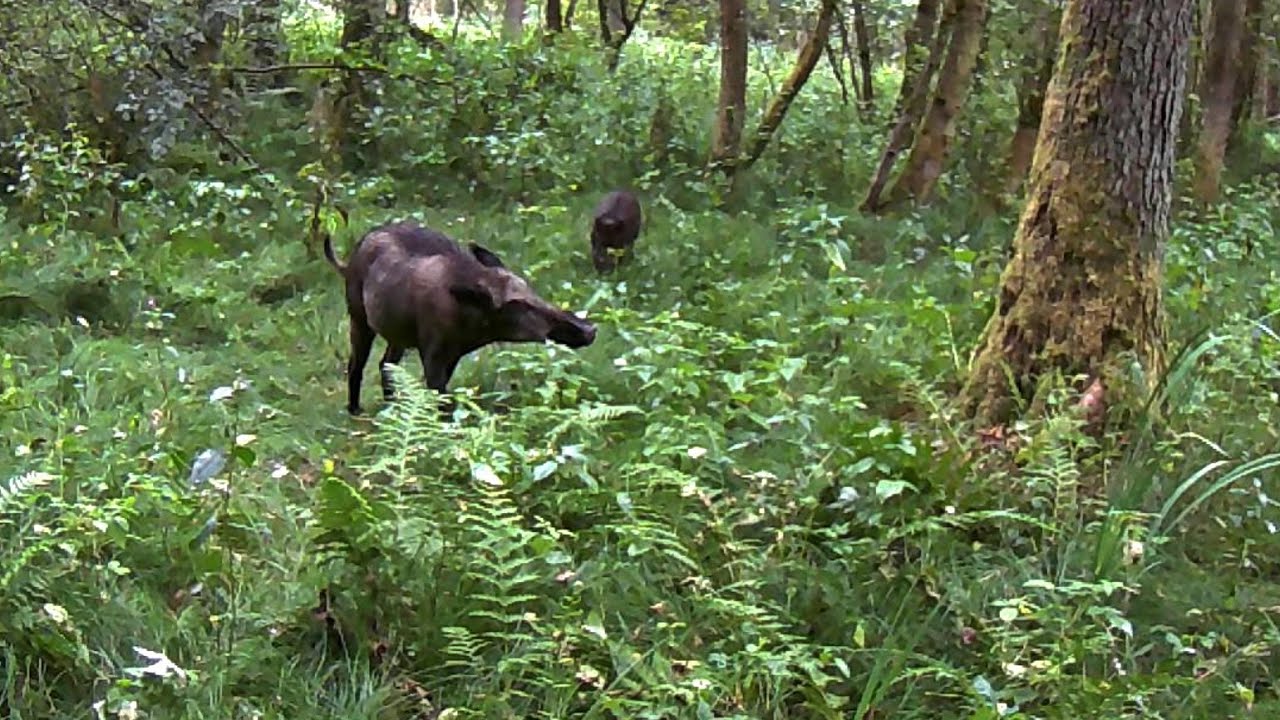Spot #128: Pasoucí se divočáci, liška a jelen / Wild boars grazing, fox and deer
