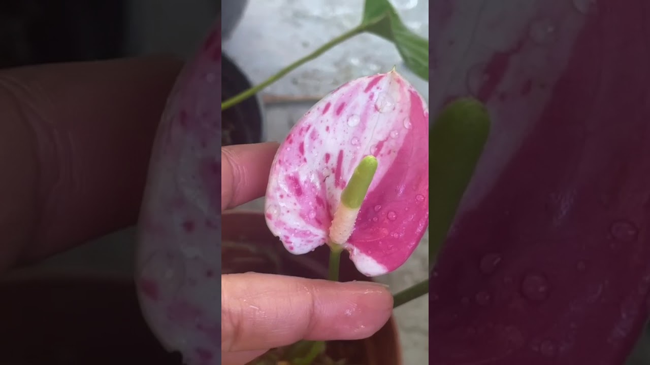 අද විතරක් අඩුවට මේවා#anthuriumwagawasinhala#fypviral#plants#0765647812#anthurium