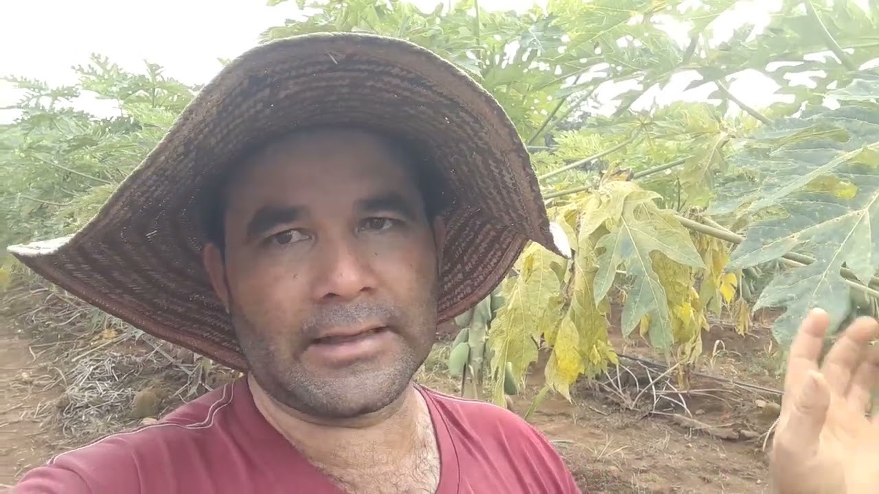 ¿Como conocer y controlar el ácaro en el cultivo de papaya?.