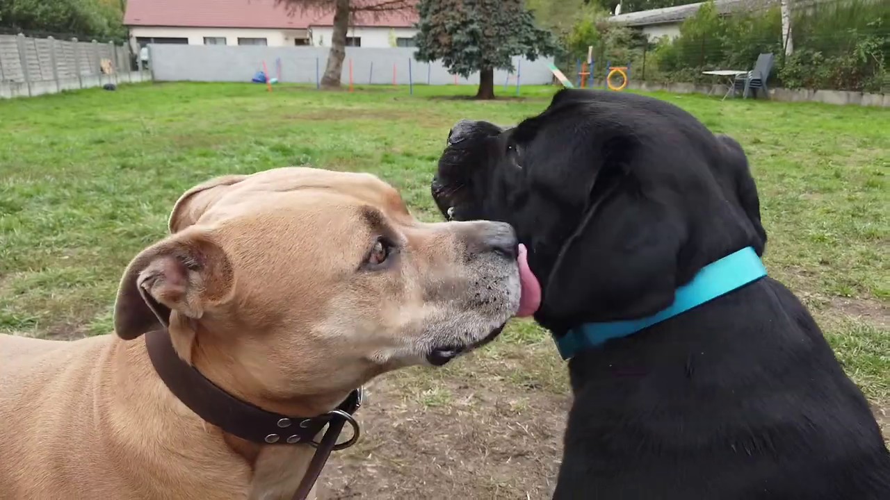 La construction d'un chien débute dès le plus jeune âge / CaneCorso / Amstaff / SYMDOG Région Centre