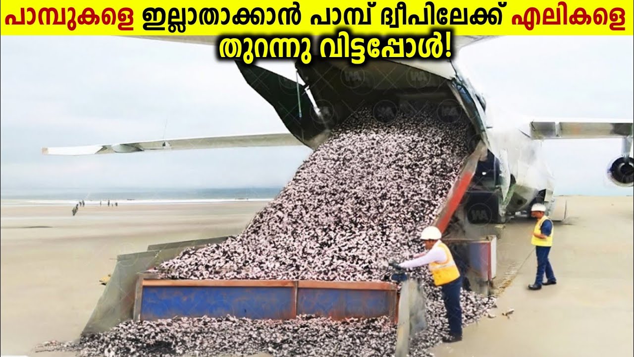 പാമ്പ് ദ്വീപിലേക്ക് 20 ലക്ഷം എലികളെ തുറന്ന് വിട്ടപ്പോൾ!🐍🐁😱 When U.S Droped 2 Million Mouse | Storify