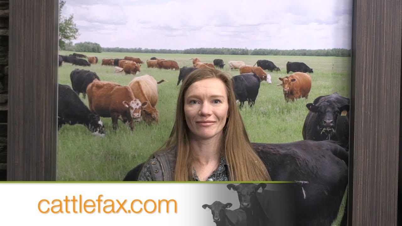 Closing Bell 2/27/2026 – Cull Cow Values Trending Higher