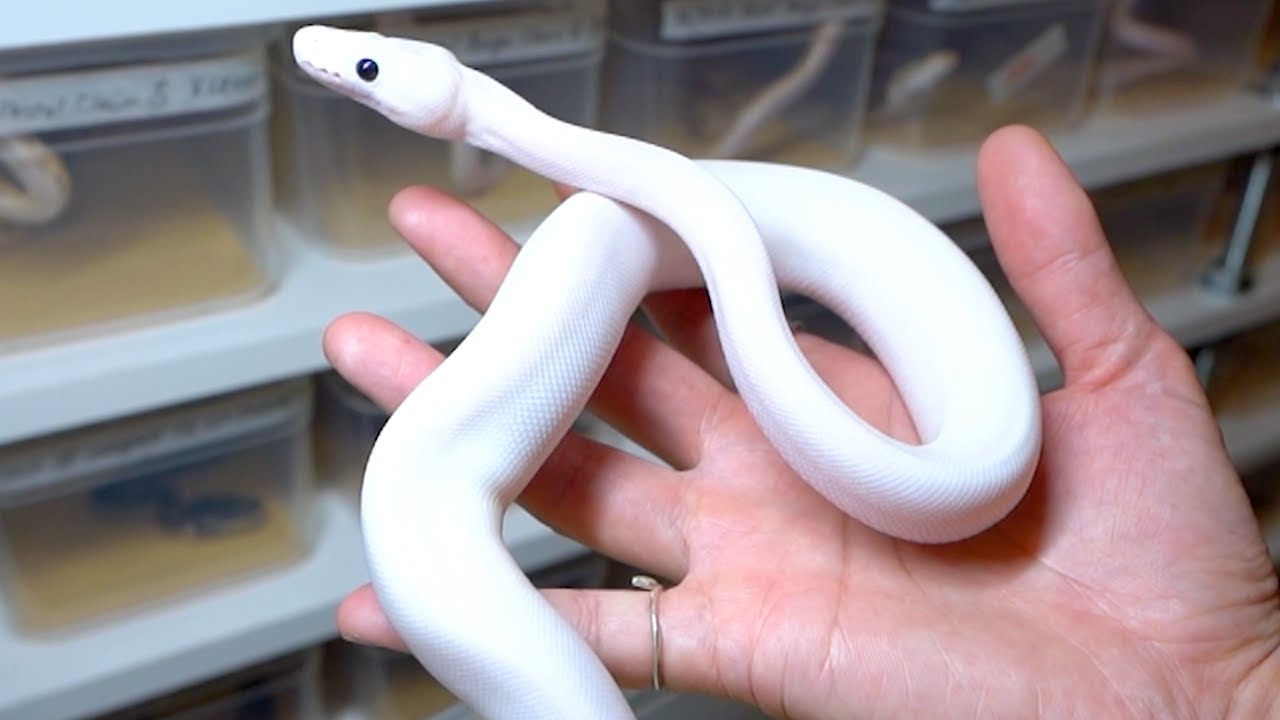 300匹の蛇がいる蛇屋の蛇を紹介していきます