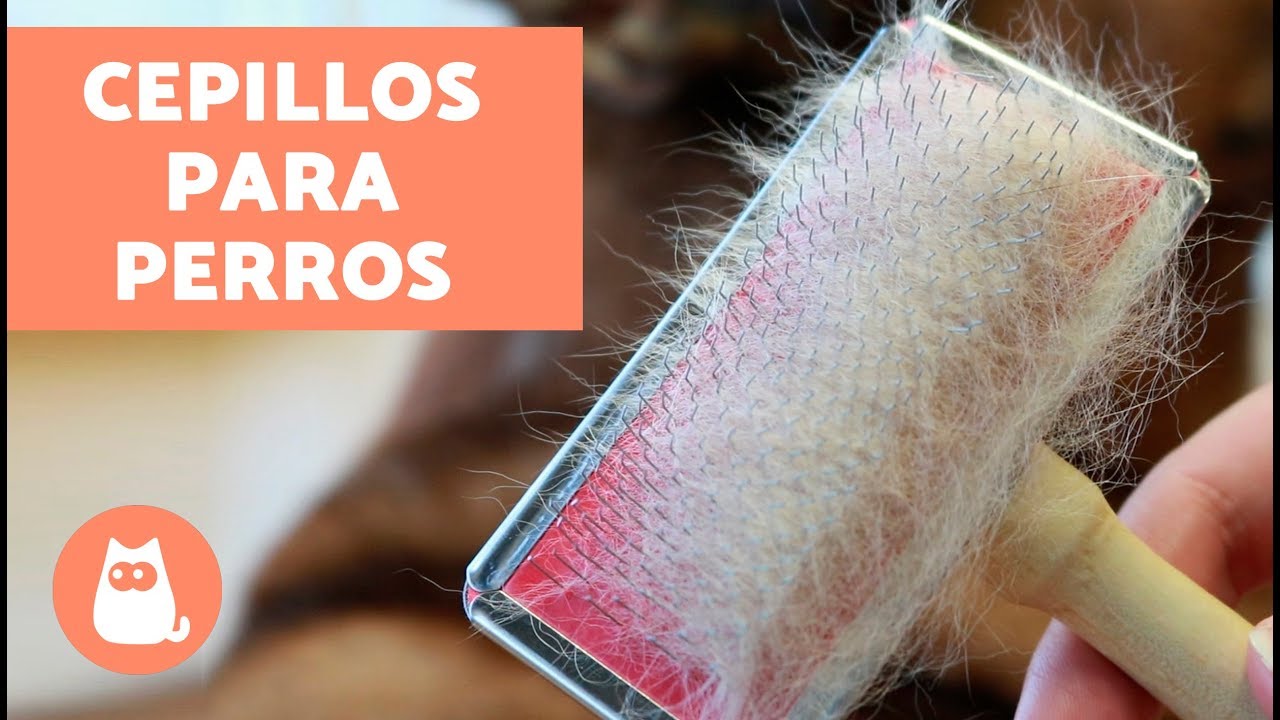 Tipos de cepillos para perros - CUIDADOS Y CONSEJOS (con audio)