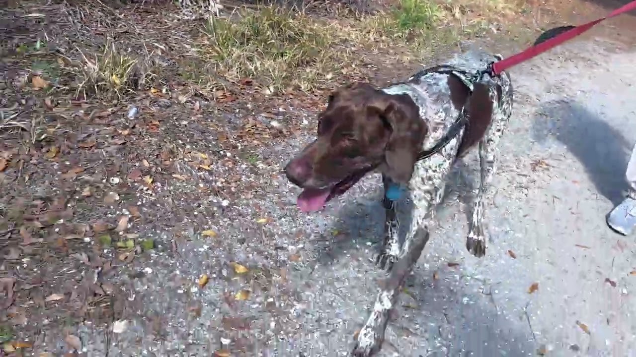 Hike at Larry Taylor KIWANIS Park - Port Charlotte, Florida