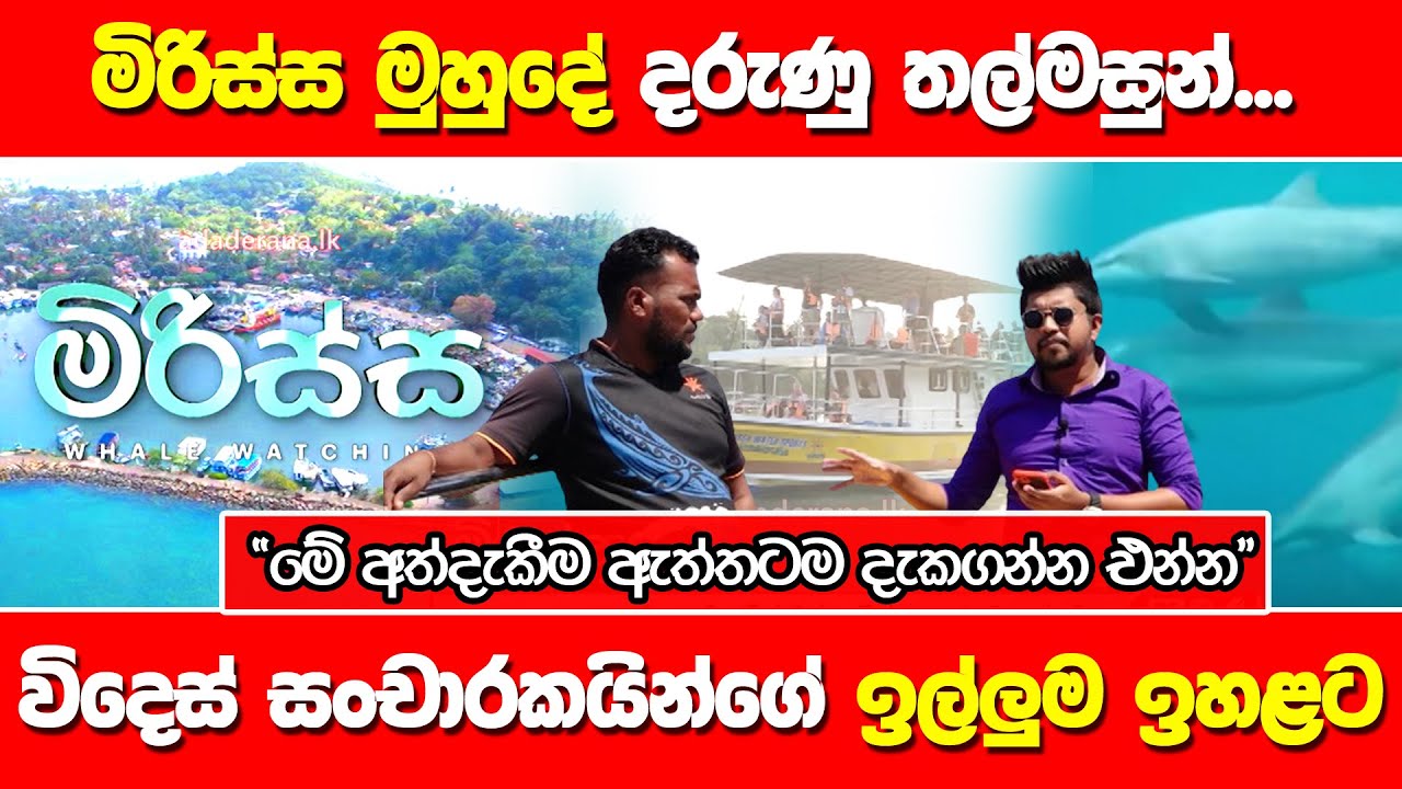මිරිස්ස මුහුදේ දරුණු තල්මසුන්...