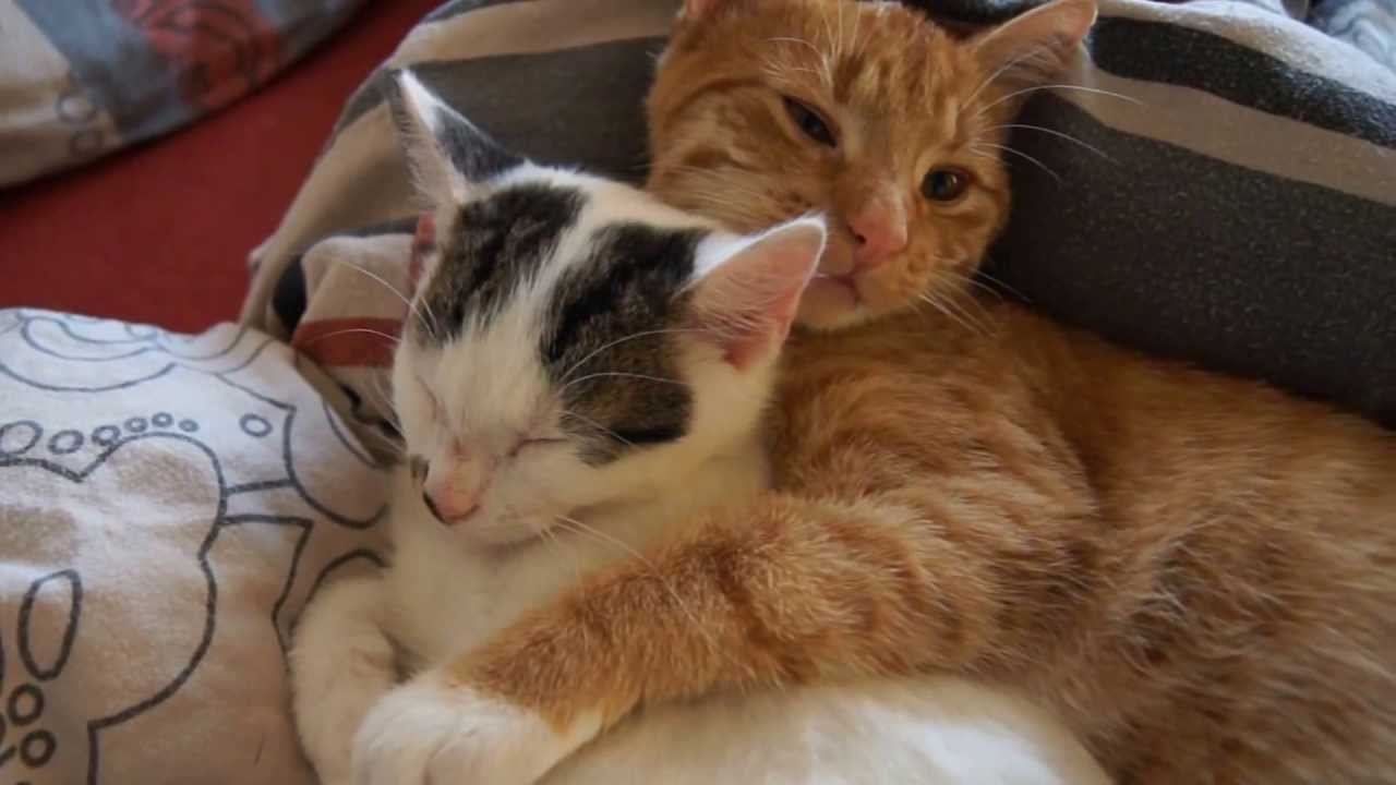 Cute Sleeping Cats