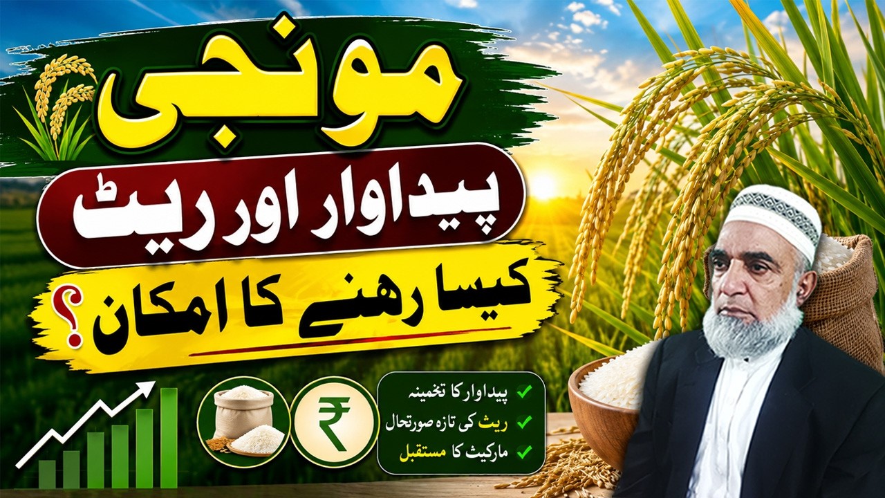 Rice Crop Condition, Production & Expected rate Forecast || Crop Reformer