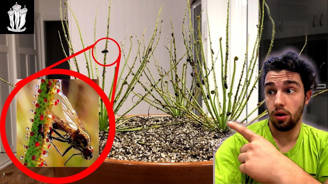 The Killer Plant That Smells Like Honey and how I Discovered Them  - Drosophyllum Lusitanicum