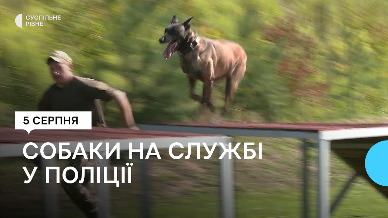 Собаки у рівненській поліції. Як їх навчають та на що вони здатні