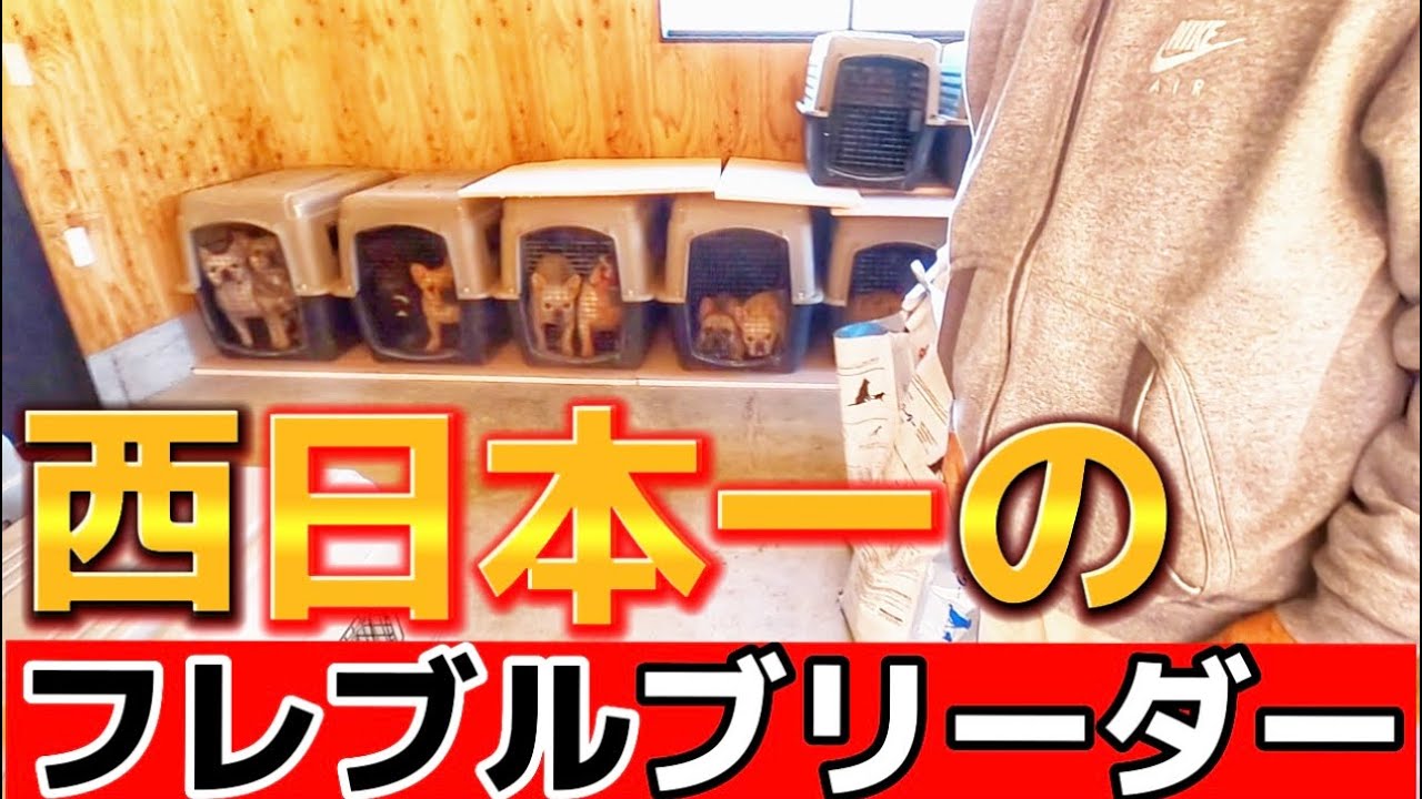 山口県にある“西日本一”のフレブルブリーダーさんの犬舎を見学させてもらいました【前編】