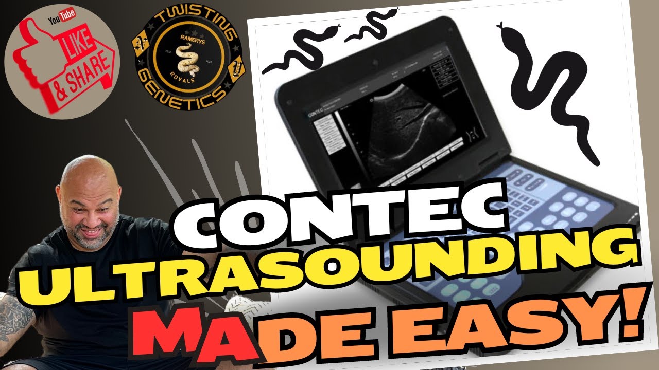 Ultra-sounding Ball Pythons using Contec Ultrasound #ballpython #snake #pets #reptiles