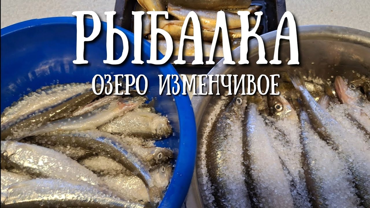 Сахалин - бешенный клев наваги , но и корюшка простреливает/fishing#сахалин #рыбалка #fishing #зима 