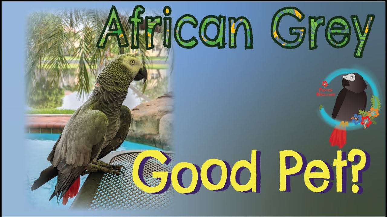 Are #AfricanGrey #Parrots Good Pets? #Parrot_Bliss