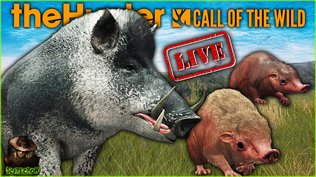 Hunting For The WILD HAGGIS & Great One Wild Boar On Scotland! Call of the wild