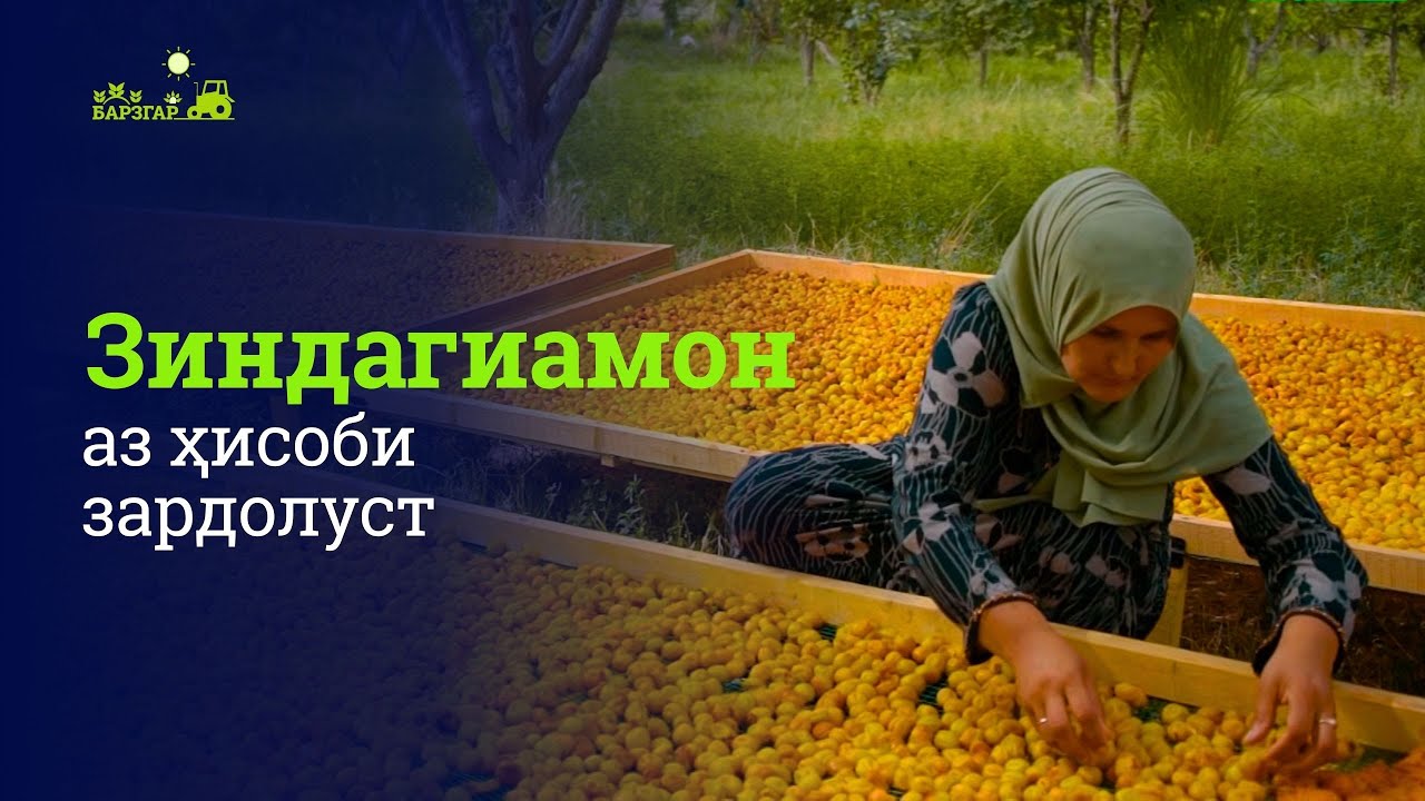 Чӣ тавр зардолупарвариро ба 