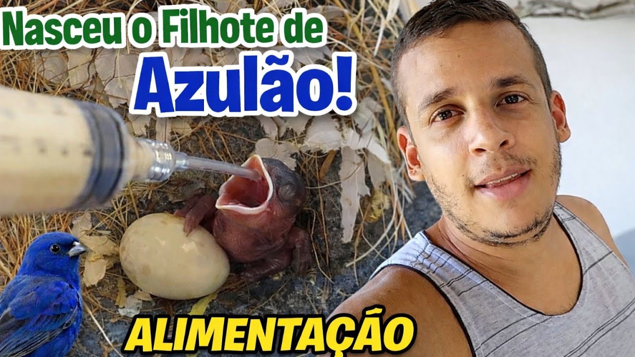 Nasceu o filhote de azulão. Essa é a alimentação dele.
