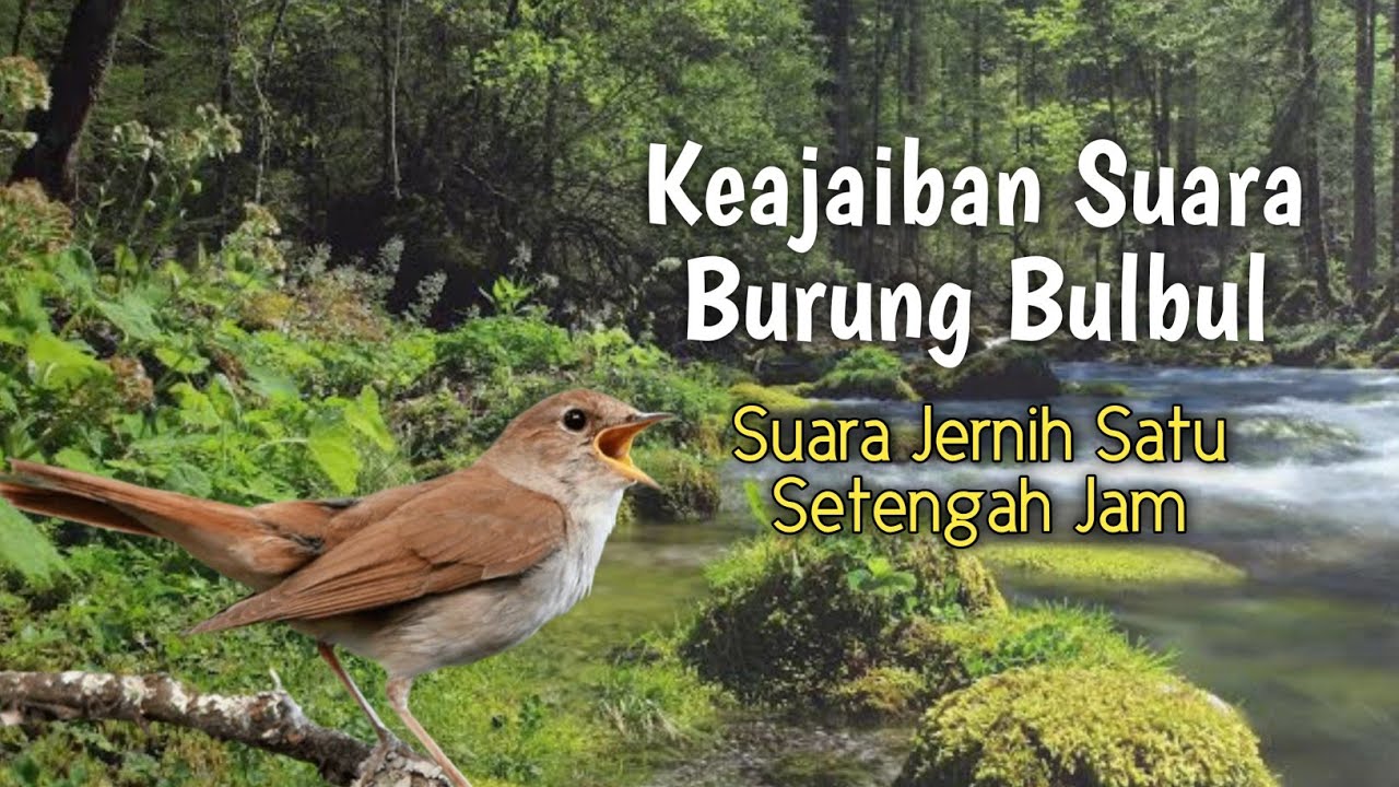 Merdunya Kicau Burung Bulbul Di Alam Hutan