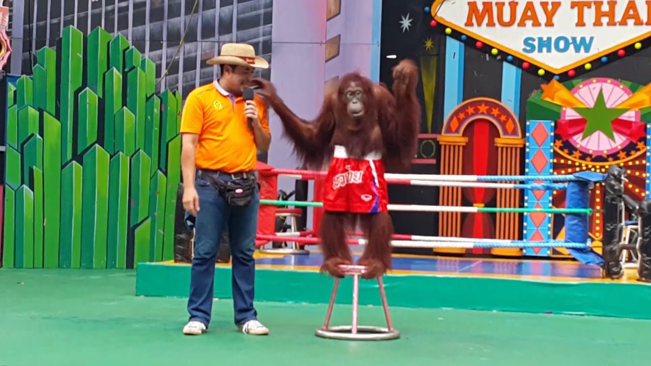 Orangutan Show โชว์อุรังอุตัง ซาฟารีเวิลด์