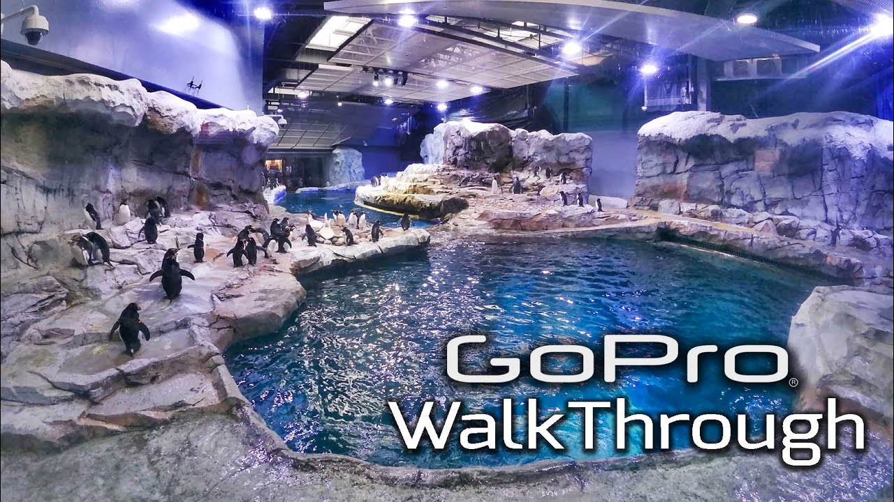 ZooPOV Ep. 3: Penguin Conservation Center GoPro Walk-Thru | Detroit Zoo