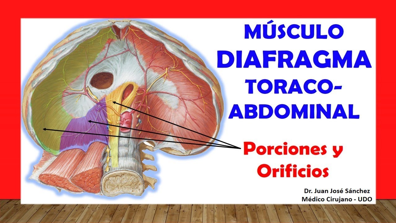 🥇 MÚSCULO DIAFRAGMA TORACOABDOMINAL. Fácil, Rápida y Sencilla