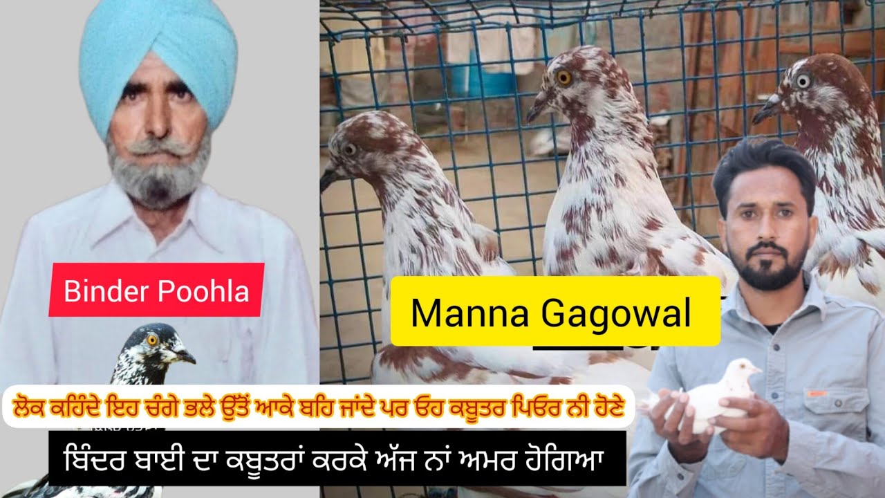 ਬਿੰਦਰ ਪੂਹਲਾ ਬਲੱਡ ਦੁਨੀਆ ਸਲਾਮਾ ਕਰਦੀ #Binder #poohla #kabootarbazi #bathinda