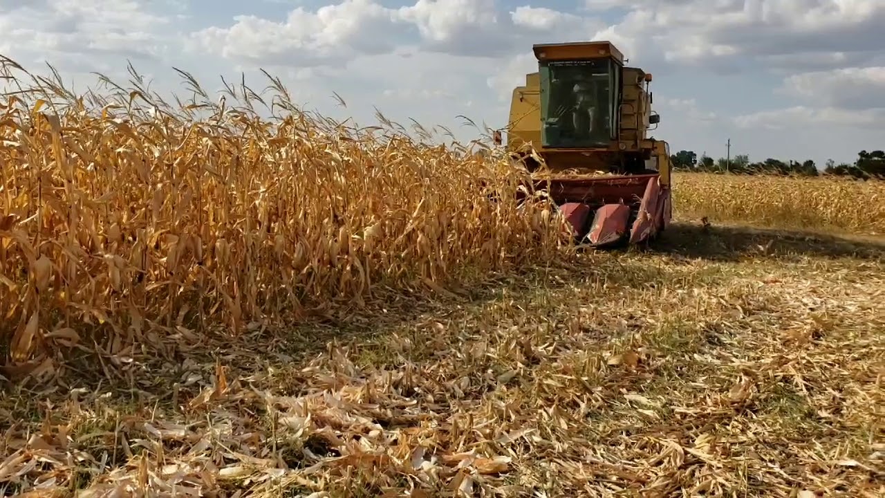 Recoltat porumb 2019 !🌽🌽🌽