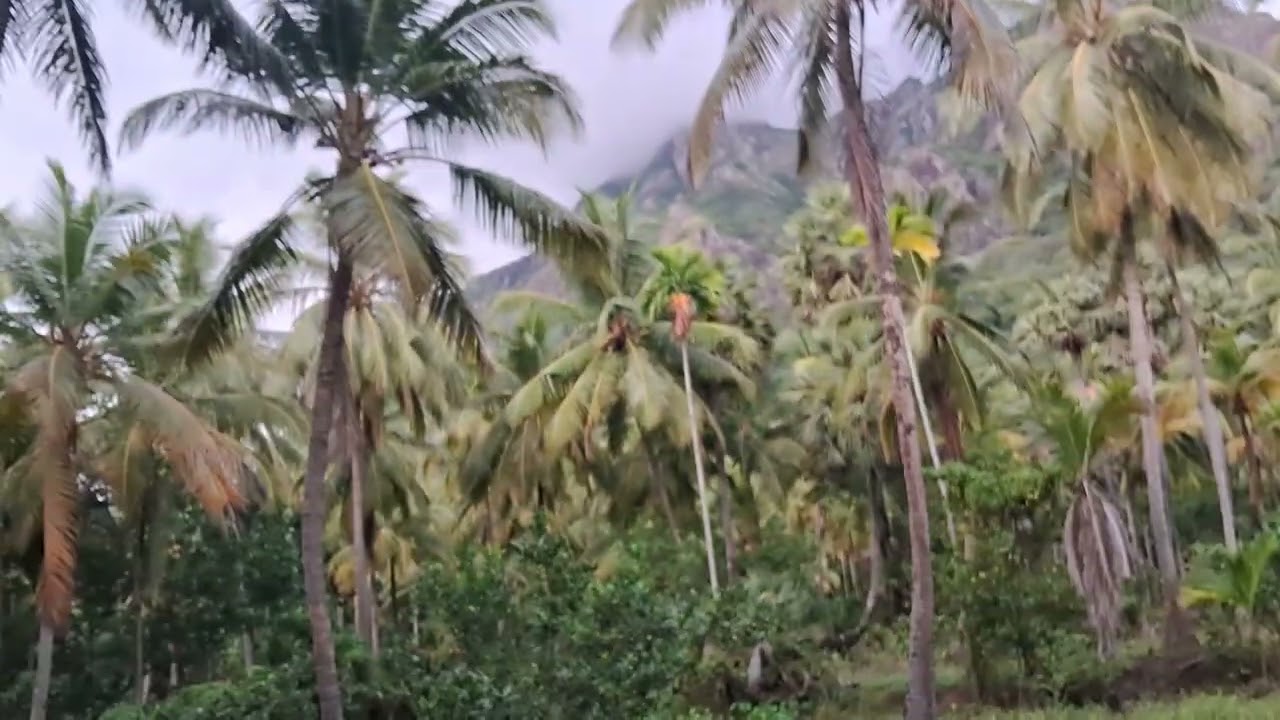 SOLD OUT Cocunut garden (Thoppu) Kanyakumari Nagercoil Bhoothapandy 2 .7 acre .contact 80983 84895