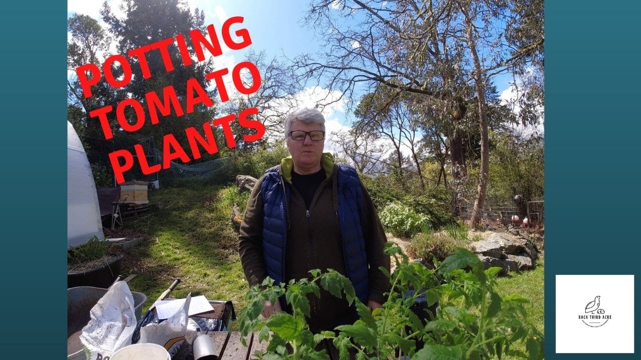 Simple Tutorial on How to Grow Tomato's in Containers: pot size, soil, fertilizer, mulching