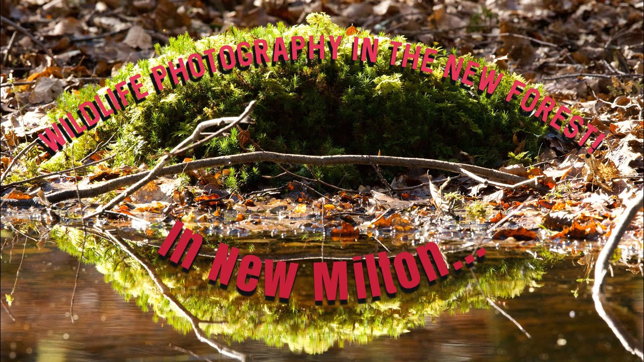 Wildlife photography in New Milton in the New Forest, and is it or isn&rsquo;t it?!