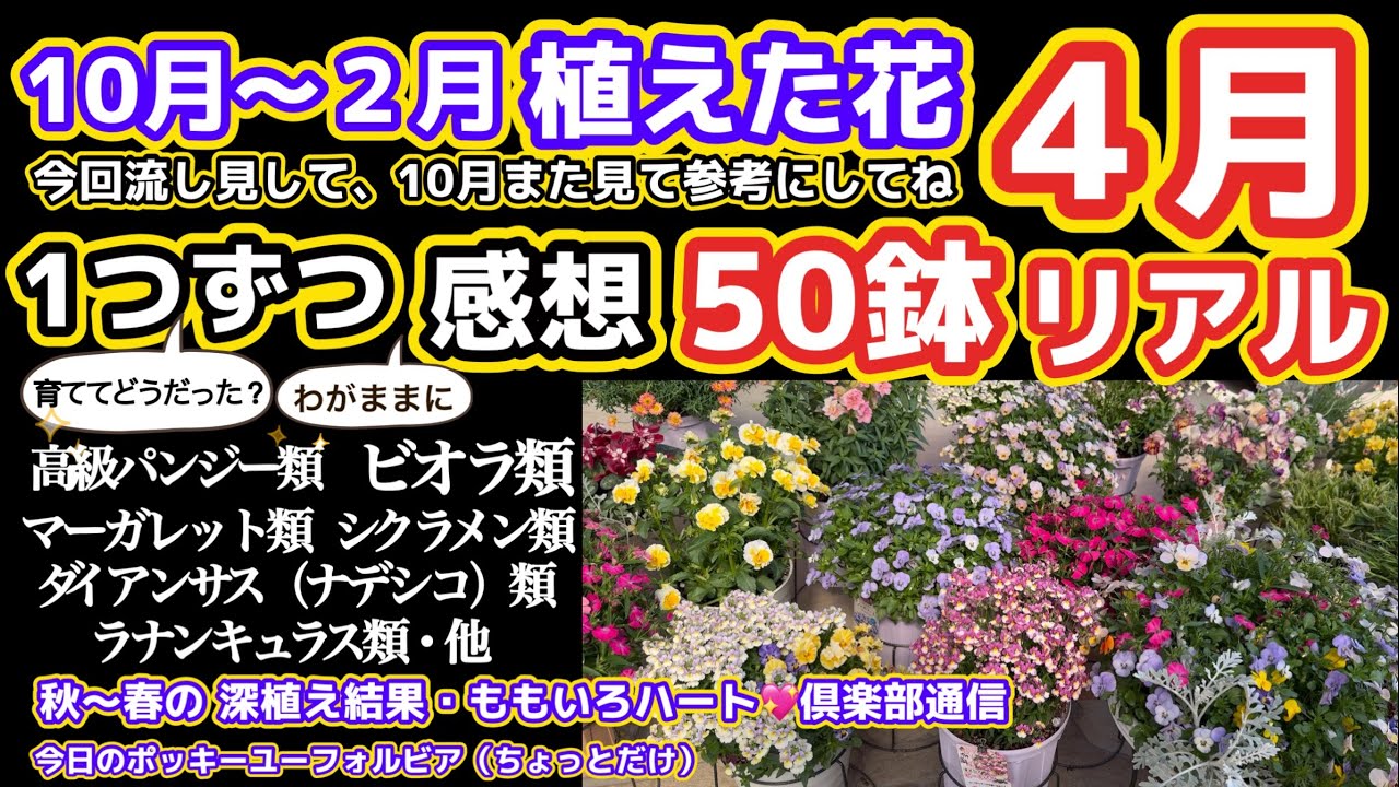 【リアルに50鉢出す】パンジーやビオラやラナンキュラス・マーガレット・など育てたお花の感想・注意やオススメ・