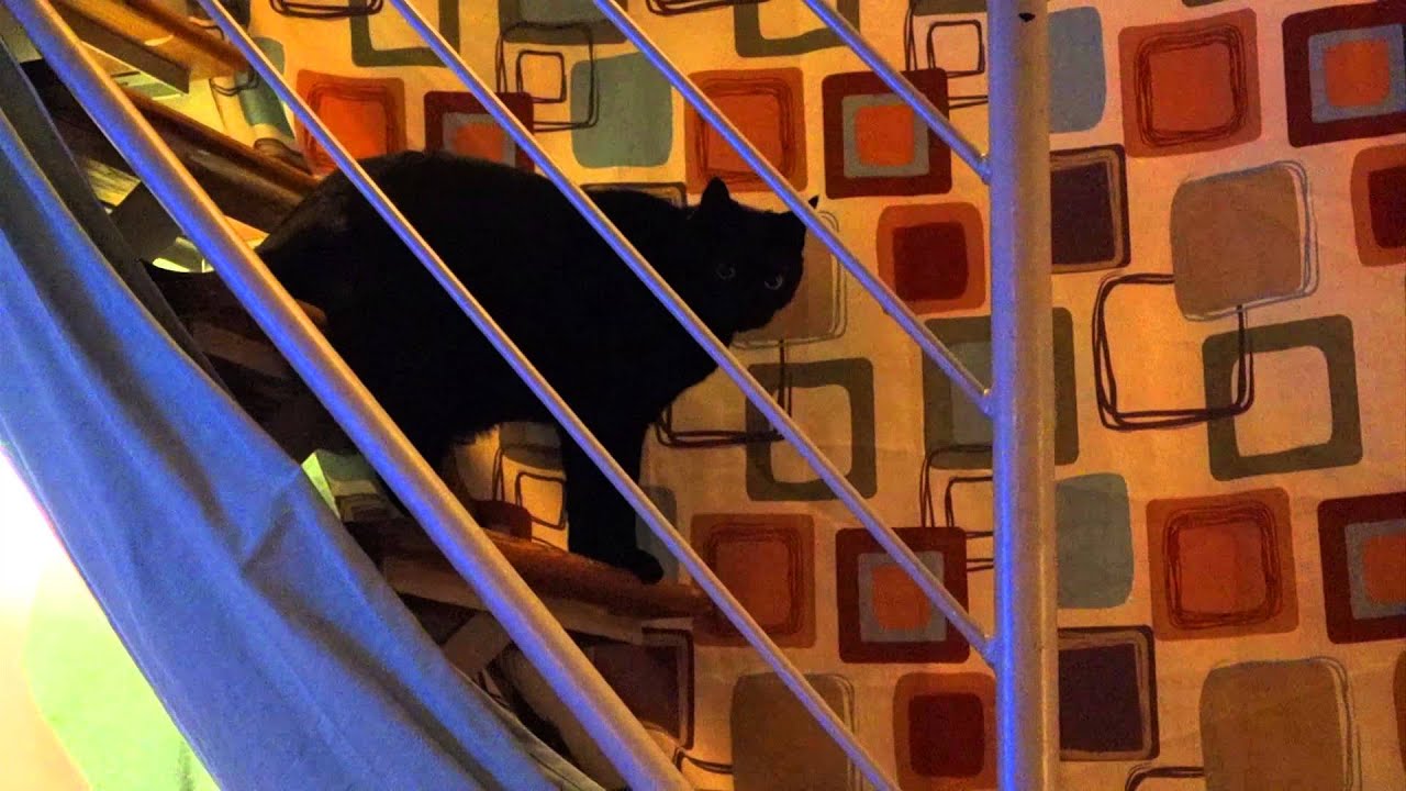 Gradlife Cat also Obama Wins the Election (11/6/12)