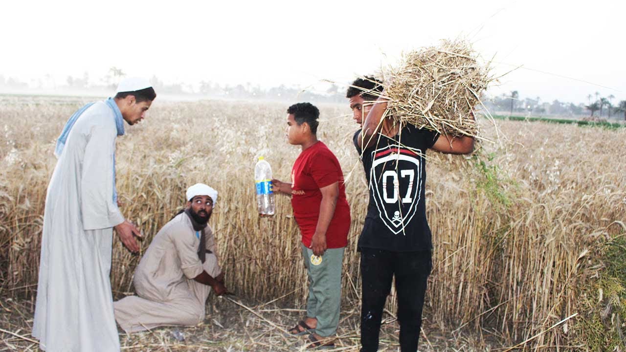 الحاج صديق شغال في حصيد القمح اليومية ب 250 جنية😂