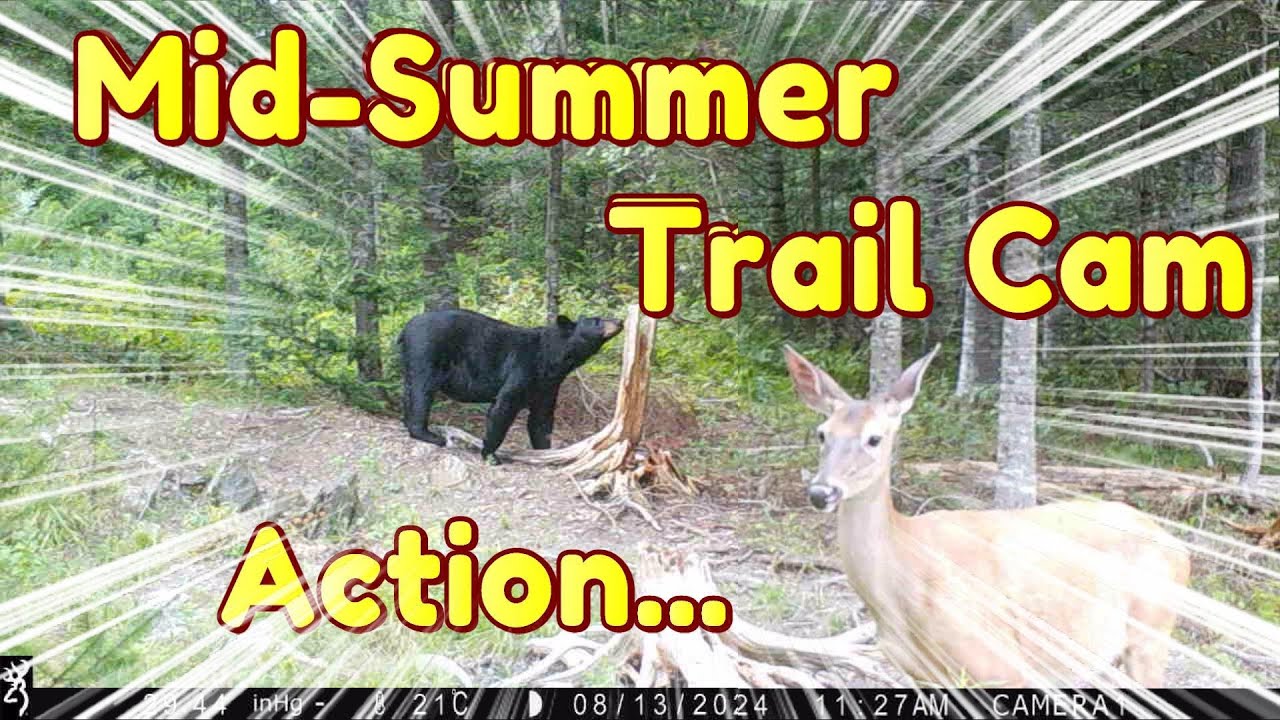 Wild Trail Camera Action
